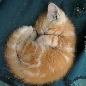 Meet your Posher, Margot